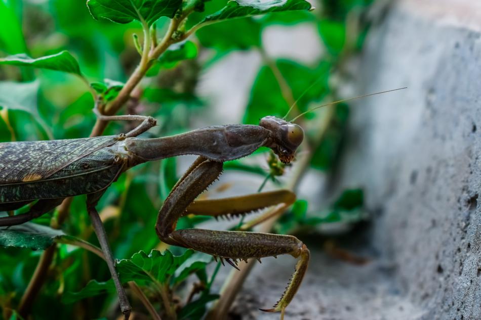 Praying Mantis Nature Insect