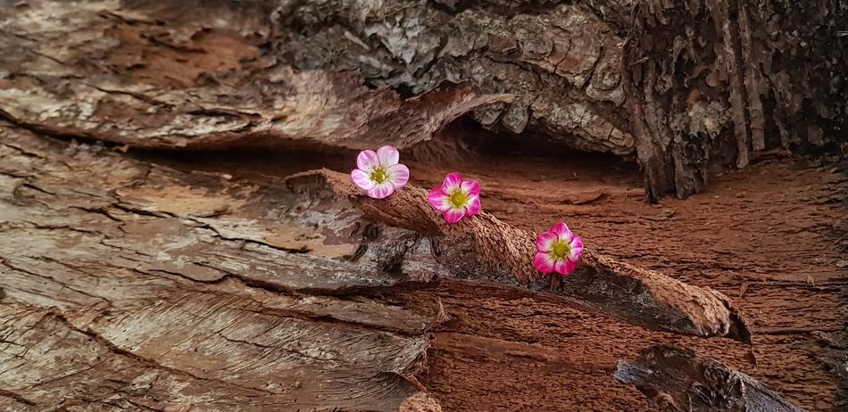 Still Life Nature Wood