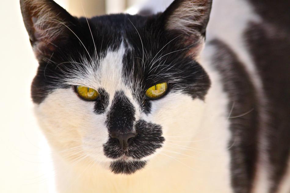 Gorgeous black and white cat