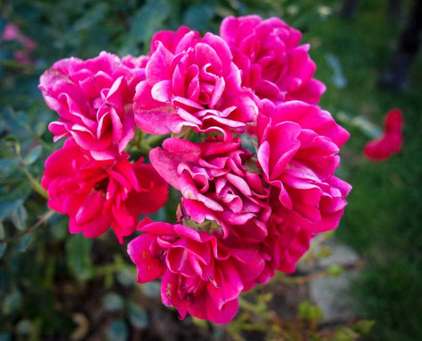 Flowers Red White