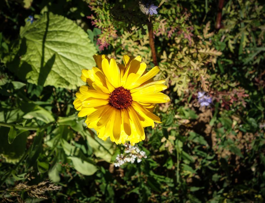 Flower Bloom Yellow