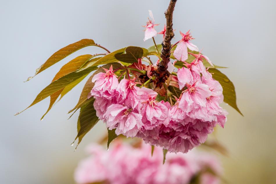 Cherry Blossom In The Rain