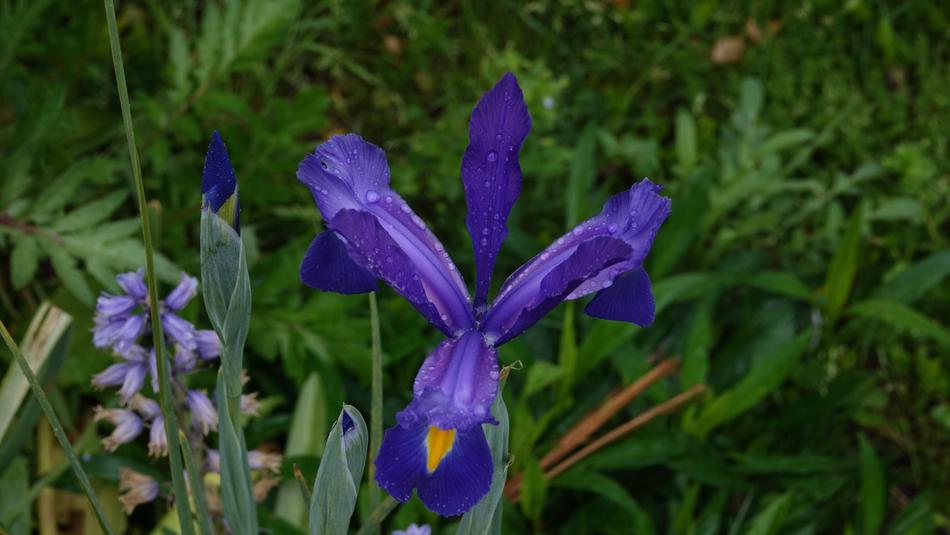 Nature Flower Plant