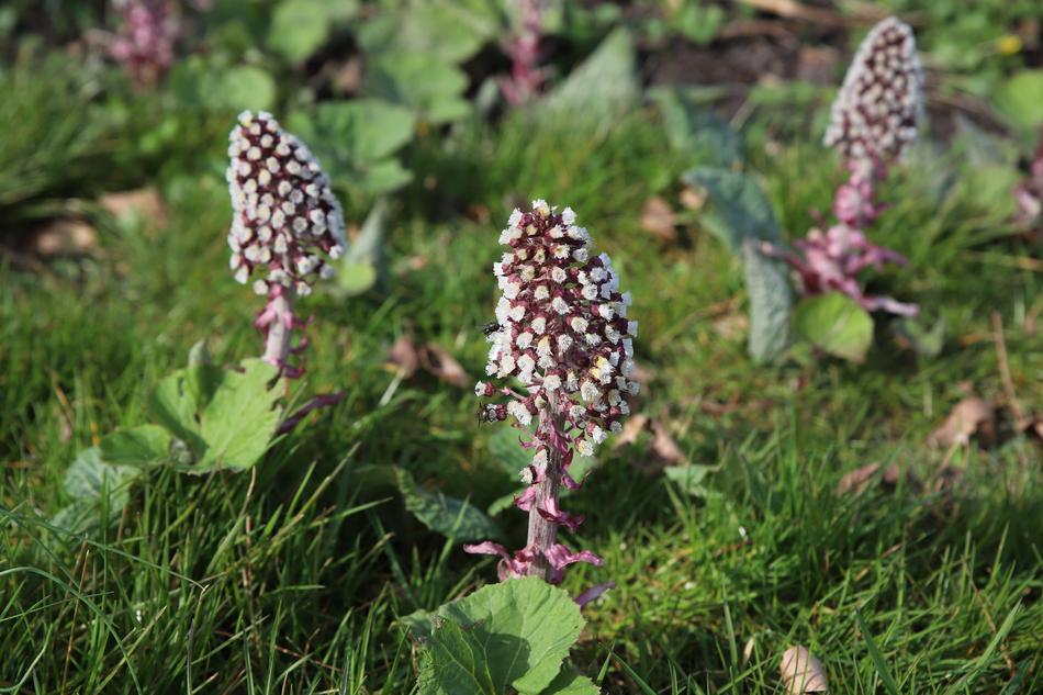 Nature Plant Butterbur