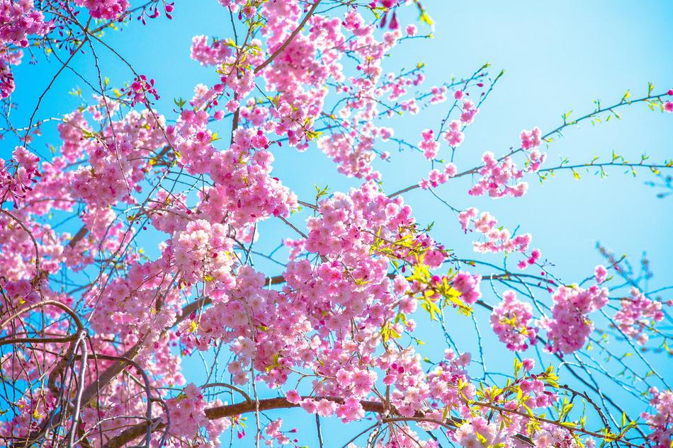 Flower Sakura Plant