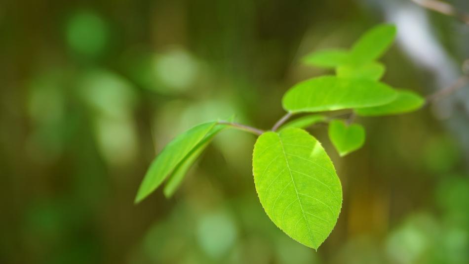 Leaf Plant Nature