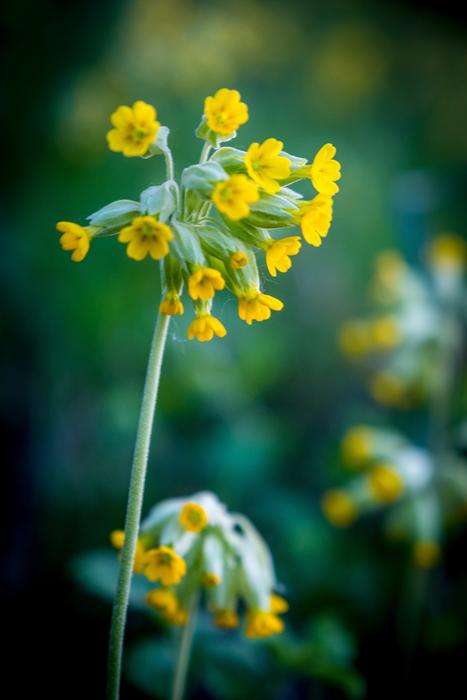 Flower Plant Nature