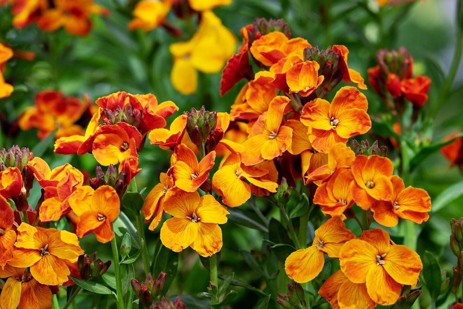 Lobelia Fakel Flower