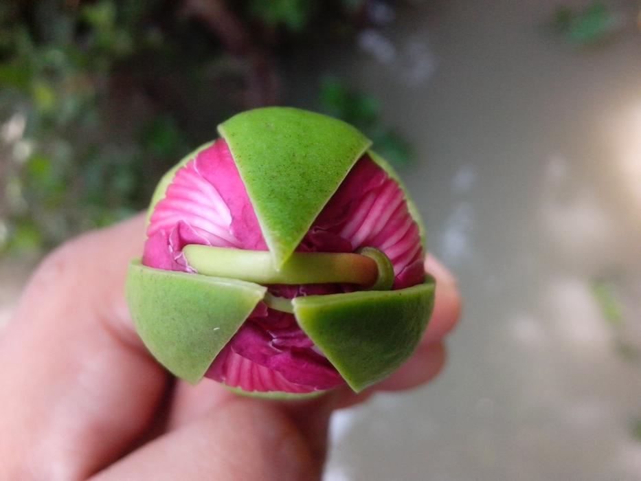 an unusual flower closed in his hand