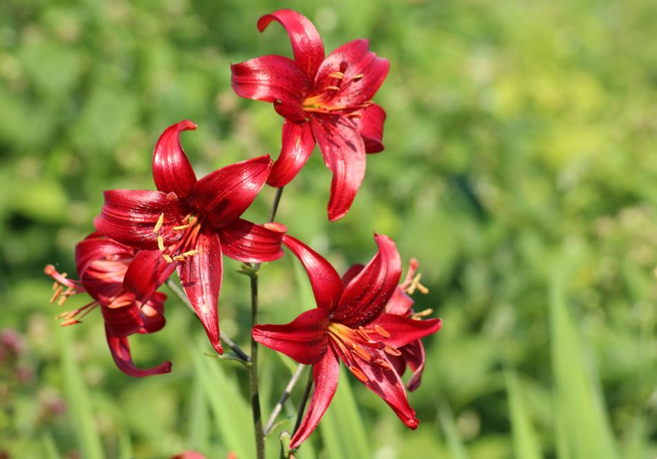Lilies Flowers Purple
