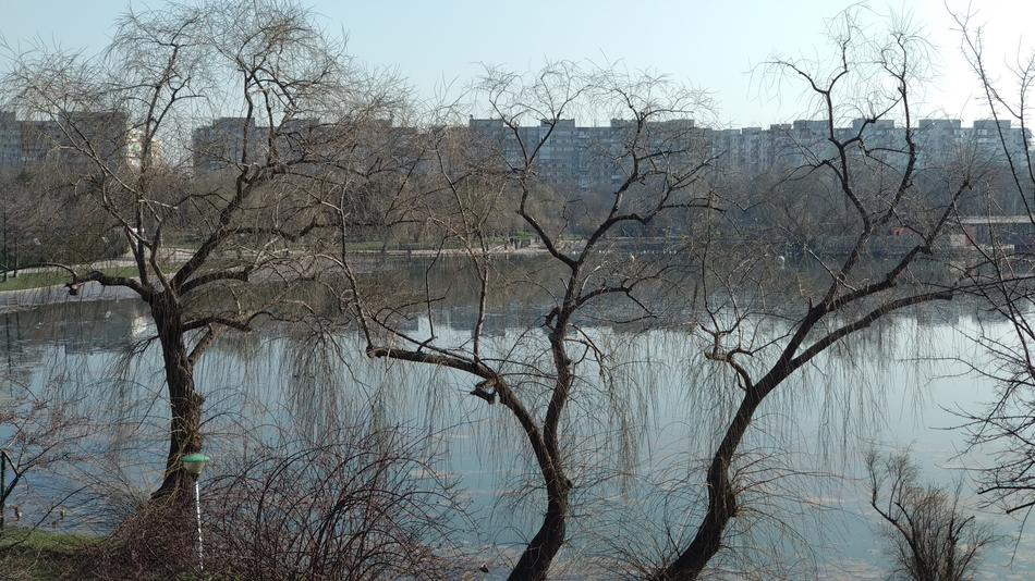 Tree Nature Branch