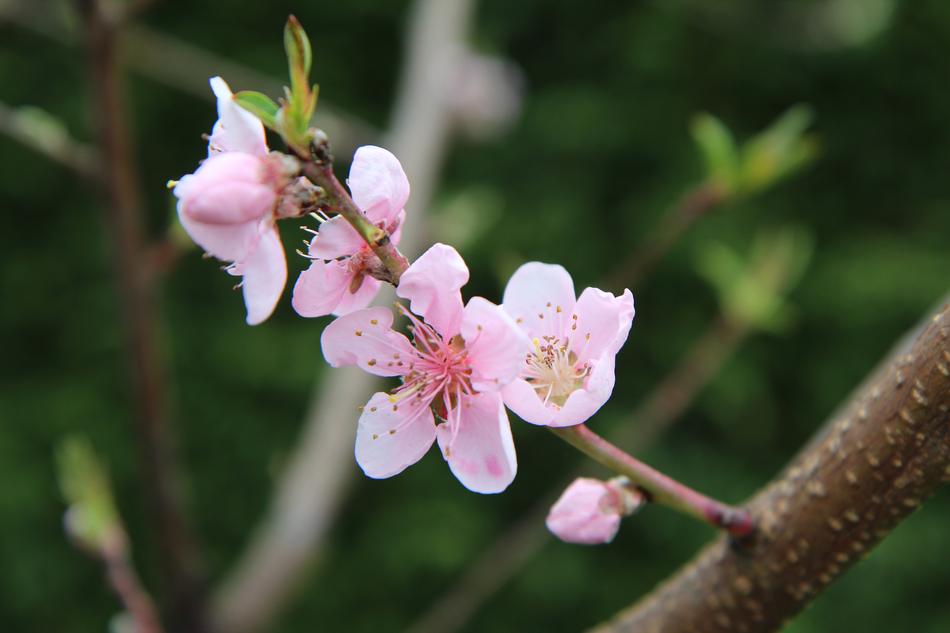 Fish Flower Flowering