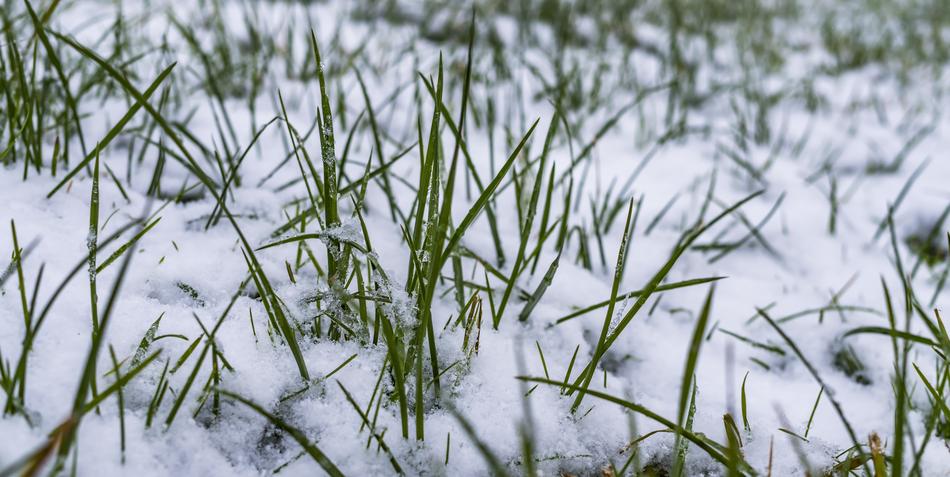 Grass Winter Snow