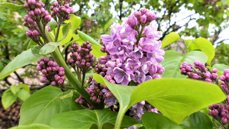 Flower Nature Plant