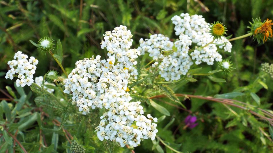 Nature Flower Flora