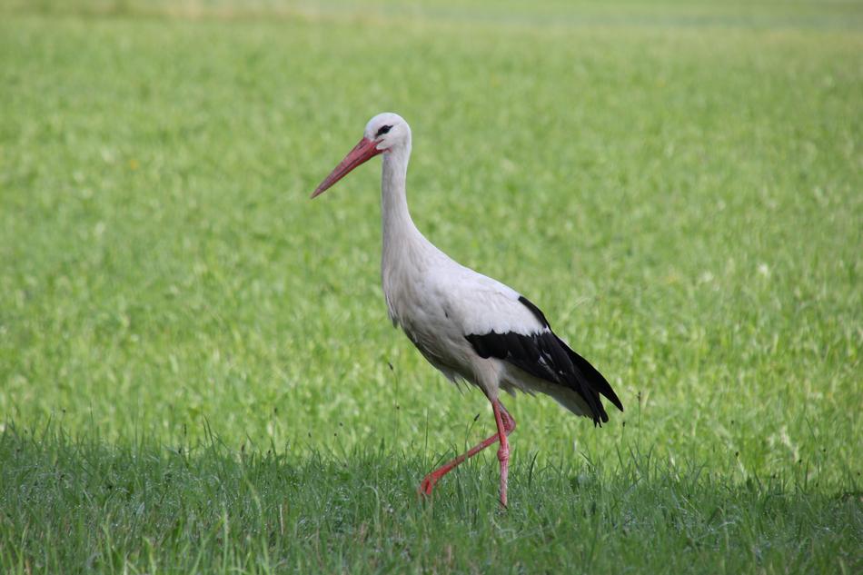 Nature Animals Birds