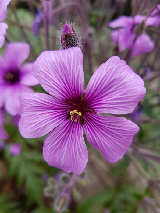 Flower Nature Plant