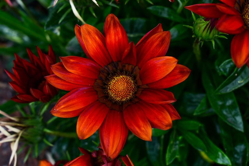 Flower Plant Nature