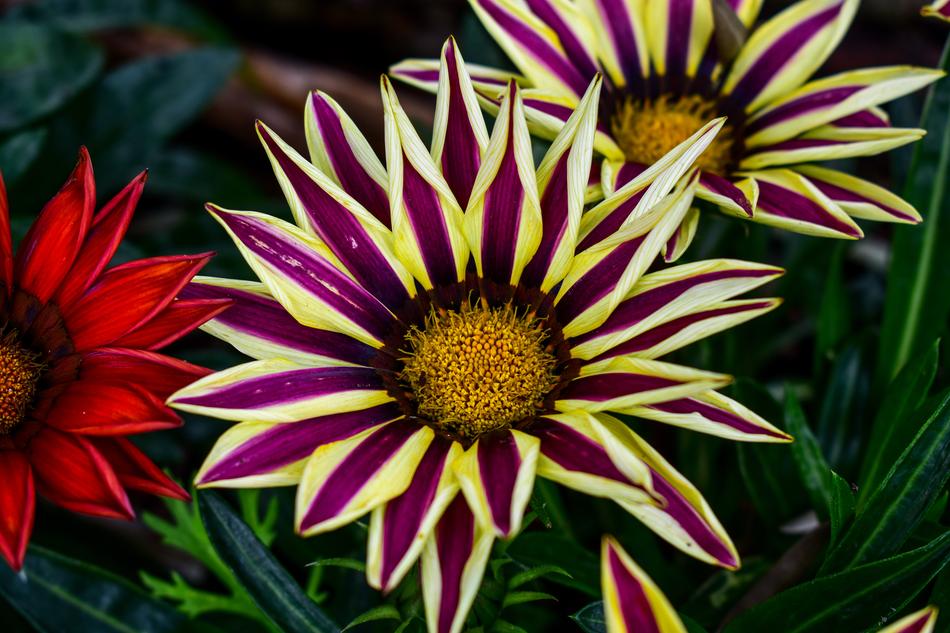 Flower Nature Plant