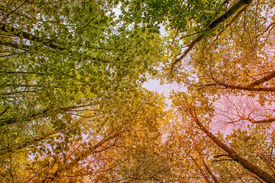 Tree Nature Season