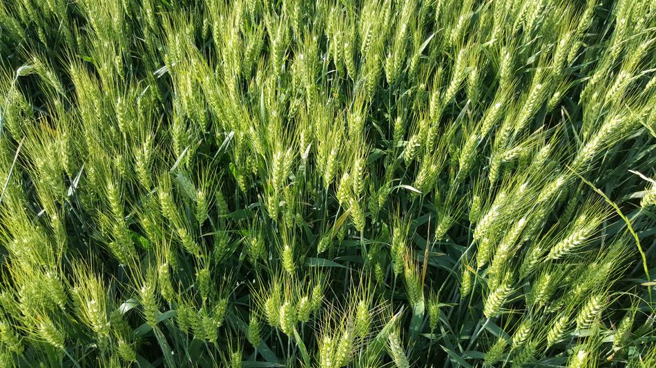 green wheat fresh in the field