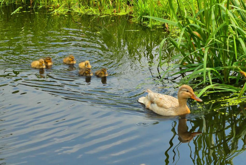 Young Ducks Spring Ditch