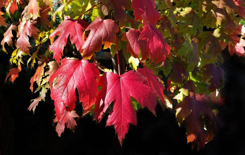 red wine flowers
