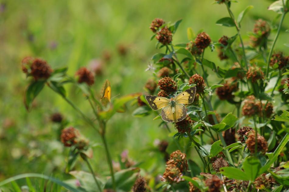 Butterfly Summer Prato