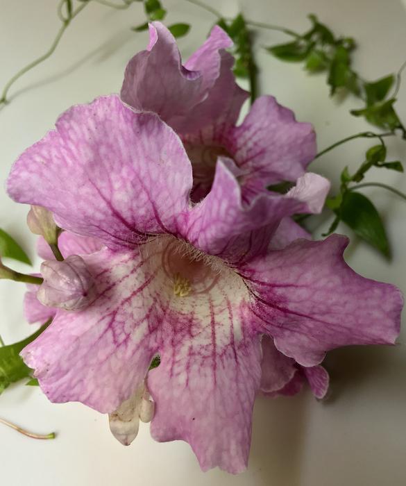 Pink Flowers Petals