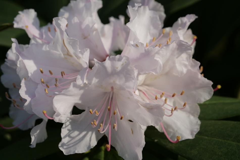 Flower Plant Rhododendron
