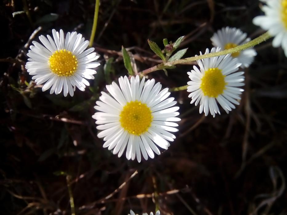 Nature Flora Flower