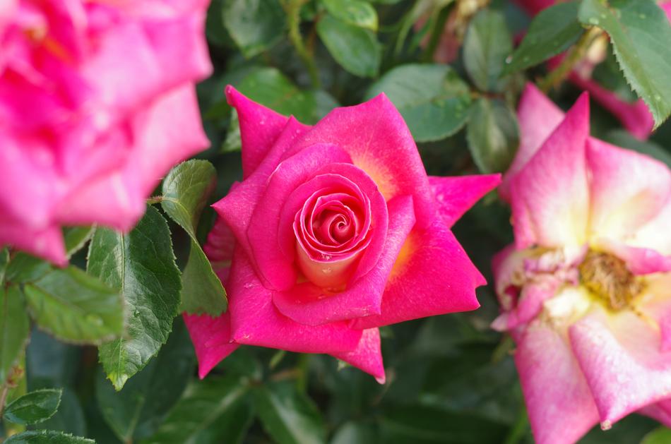 Rose Flowers Plants
