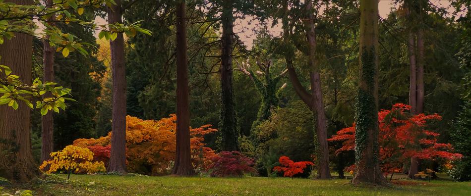 beautiful green forest panorama