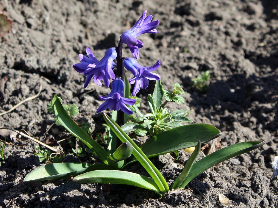 Hyacinth Spring Flowers