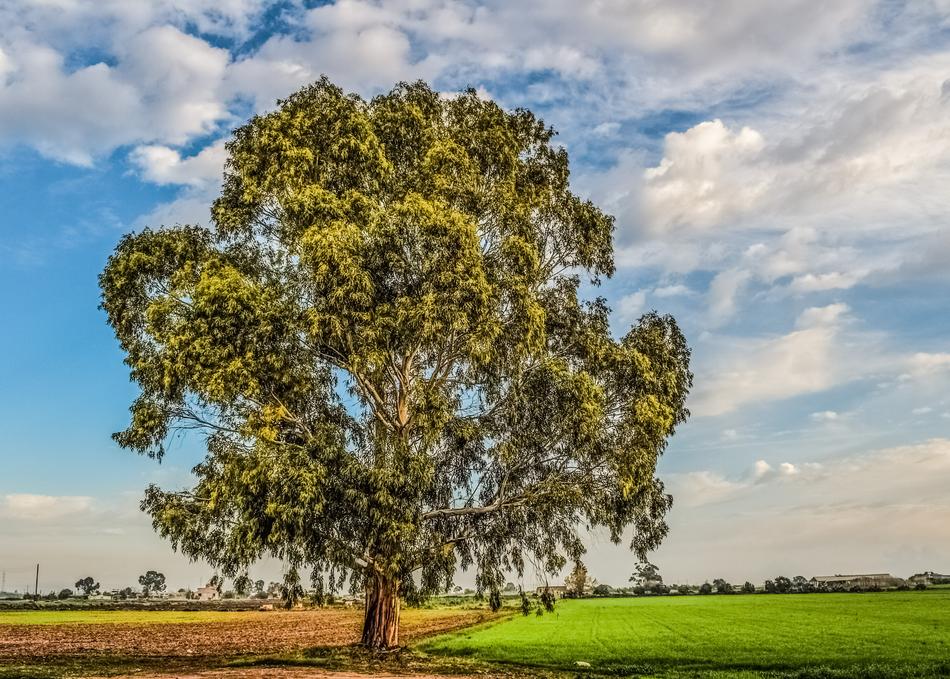 Tree Fields Sky