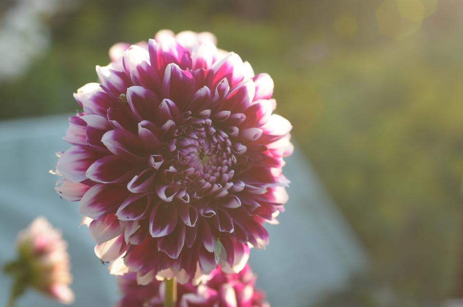 Dalia Flower Garden