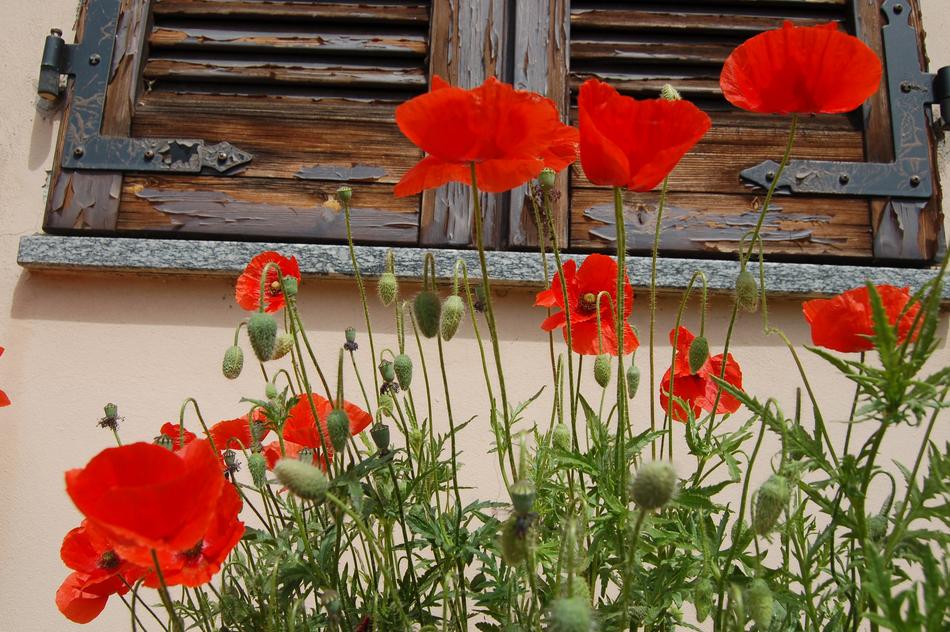 Flowers Poppies Nature Poppy