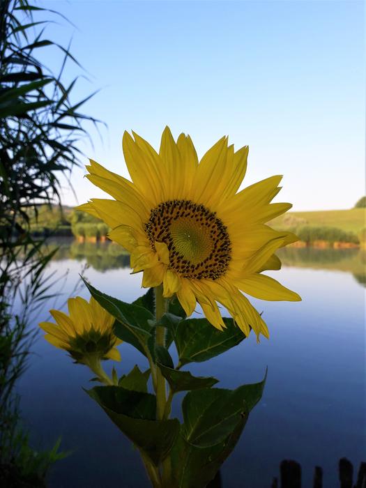 a yellow flower in a lake in a field