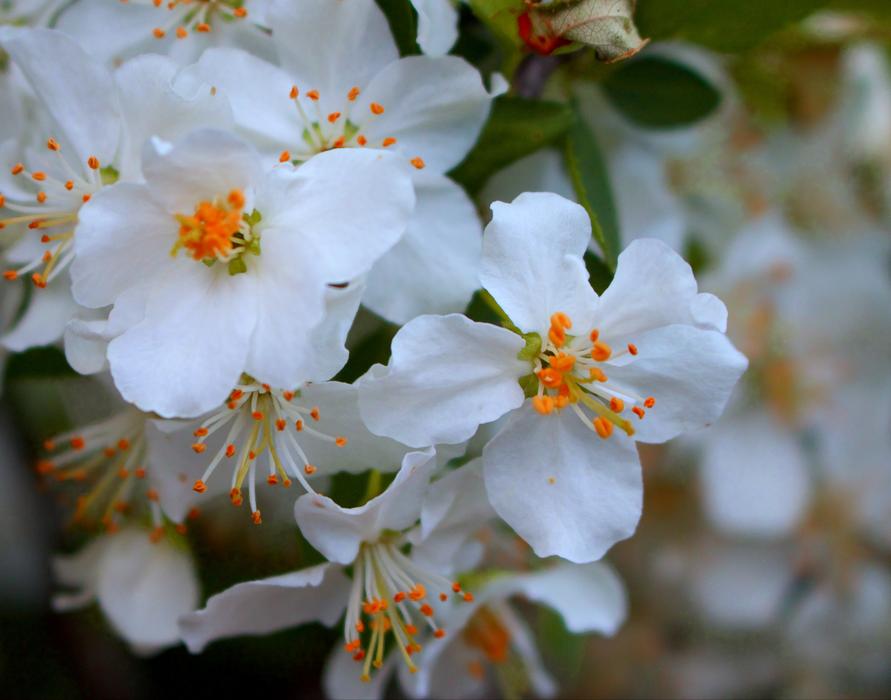 Flower Spring Fresh