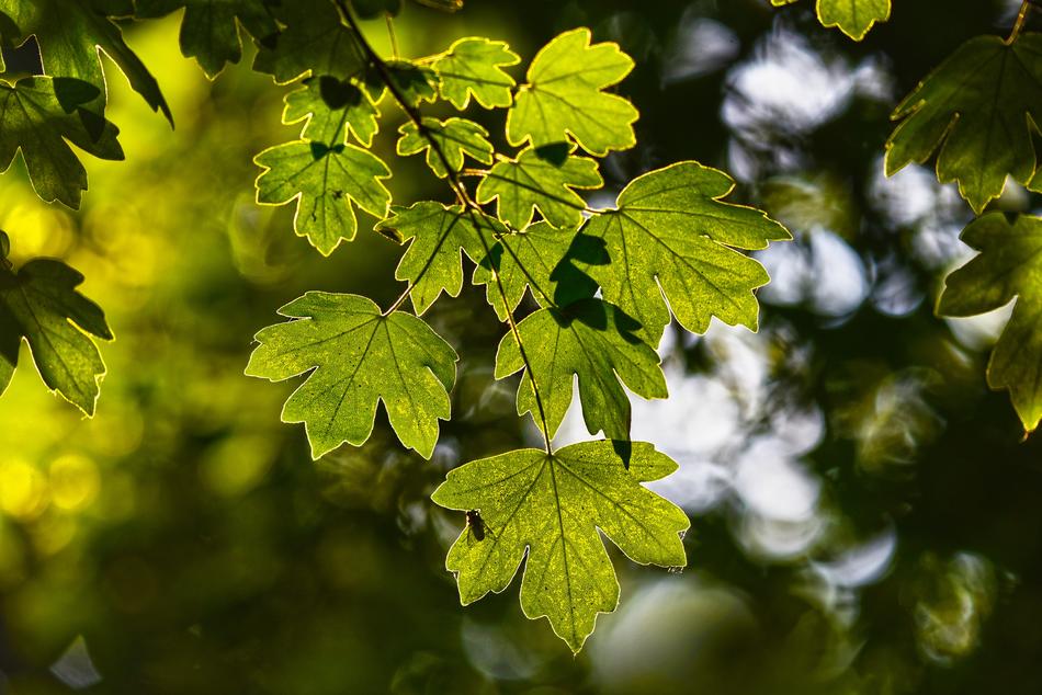 Leaves Foliage Branch
