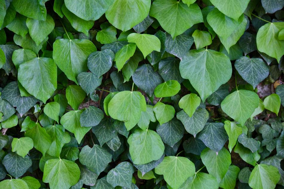 leaves fence a lot
