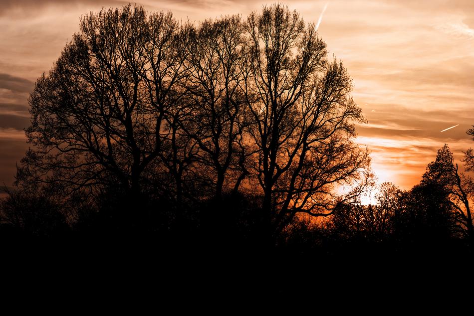 Tree Landscape