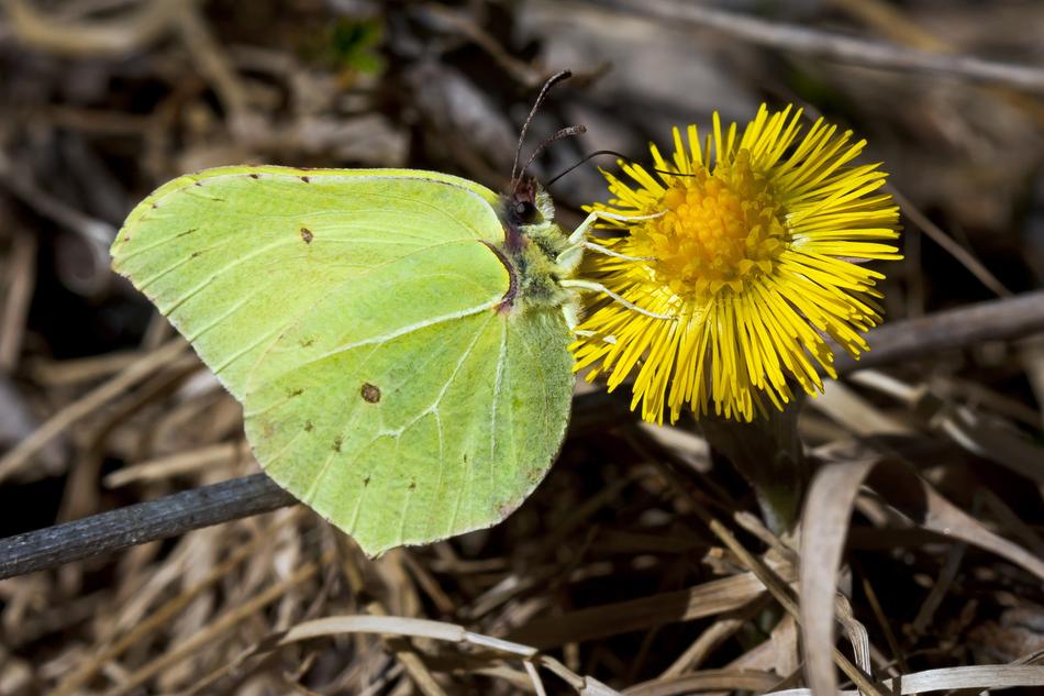 dandelions are a lot of butterfly