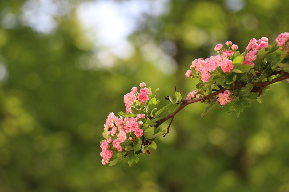 sakura branch in the garden of green