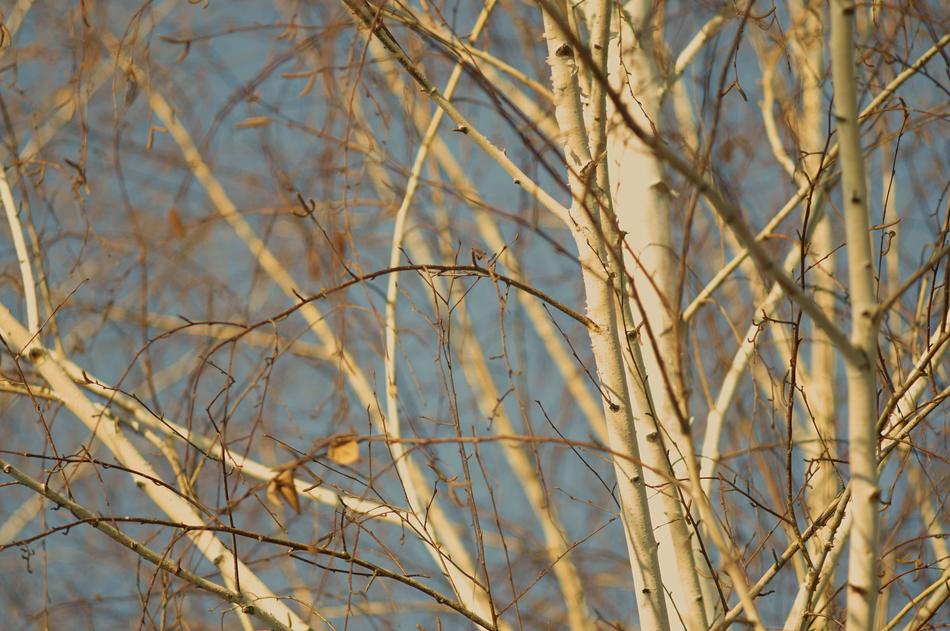 Winter Tree Nature