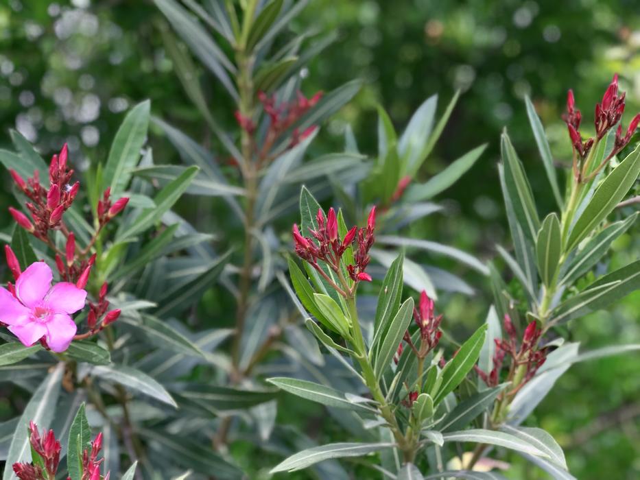wild plants in the home garden