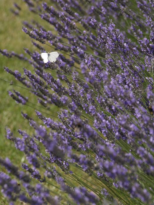 Lavender Flower Nature