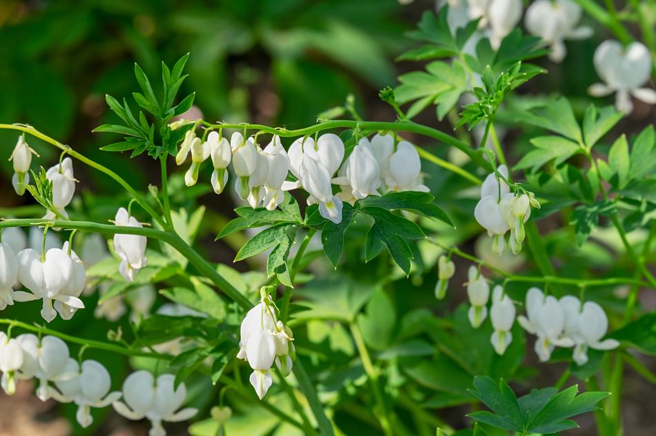 Bleeding Heart Flower Blossom