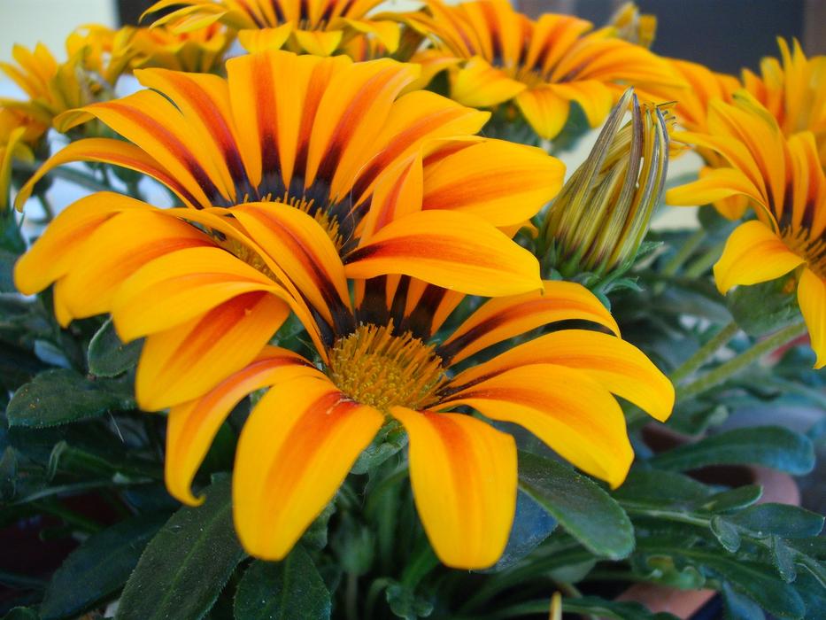 Flower Garden Nature