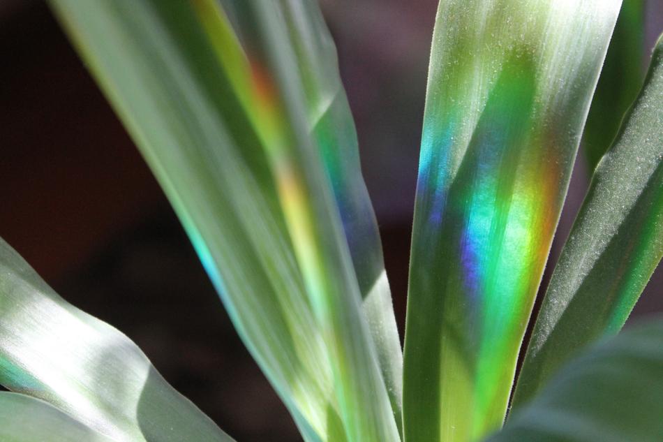 Plant Sheet Nature